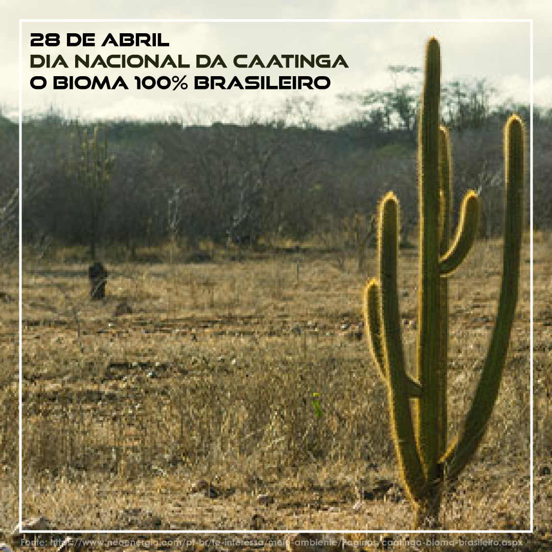 caatinga_02.jpg