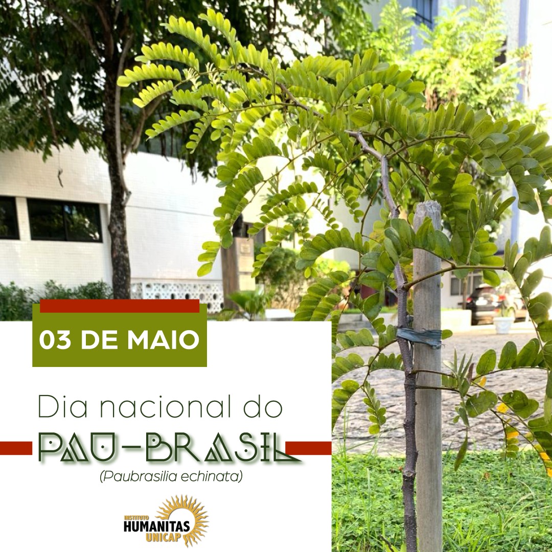Dia do Pau-Brasil