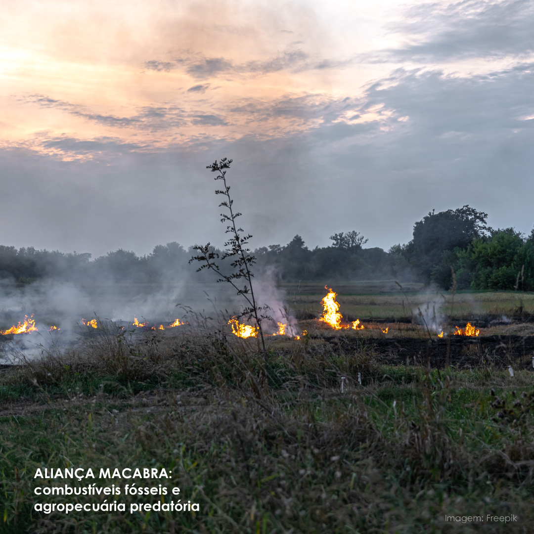 campo pegando fogo