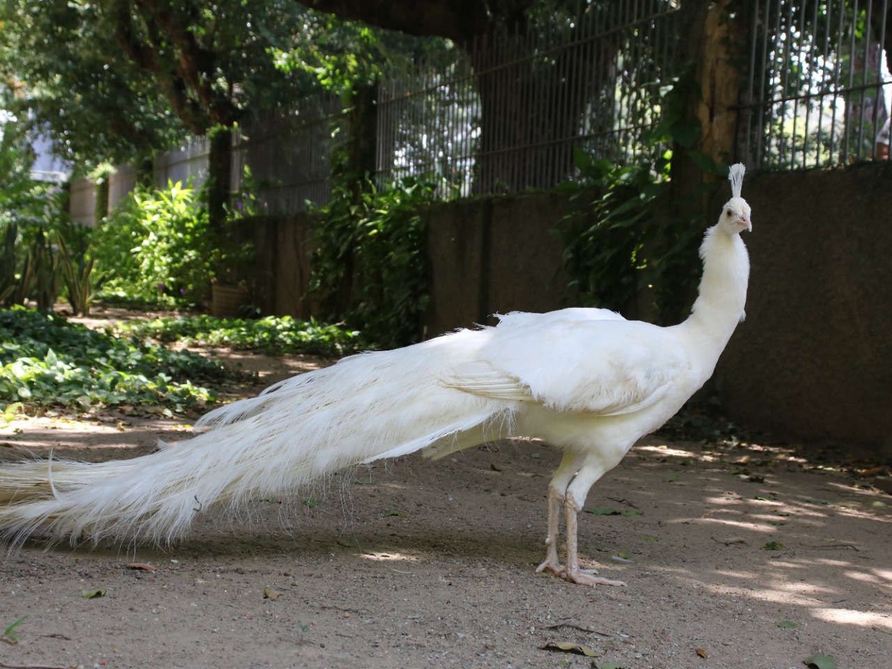 Pavão branco jardim Unicap